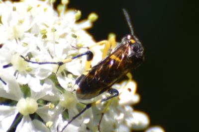 Mouche-à-scie à trois bandes jaunes