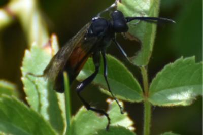 Mouche-à-scie à pattes argentées & milieu du ventre fauve
