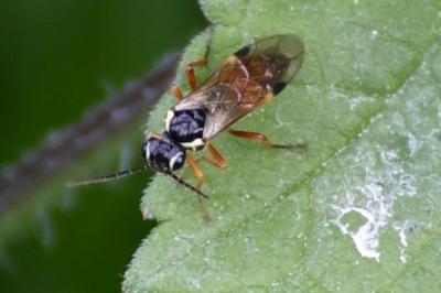 <i>Aglaostigma aucupariae</i>