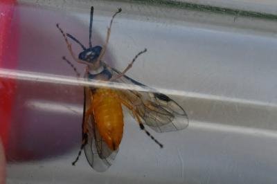 <i>Athalia circularis</i>
