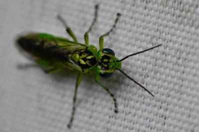 <i>Rhogogaster chlorosoma</i>