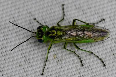 <i>Rhogogaster chlorosoma</i>