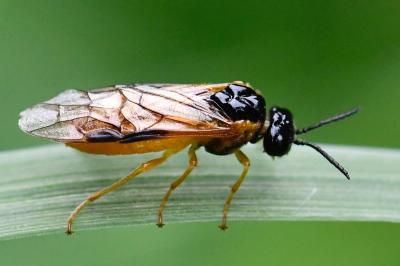 <i>Selandria serva</i>