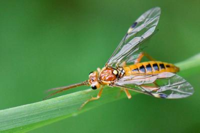 <i>Tenthredopsis sordida</i>