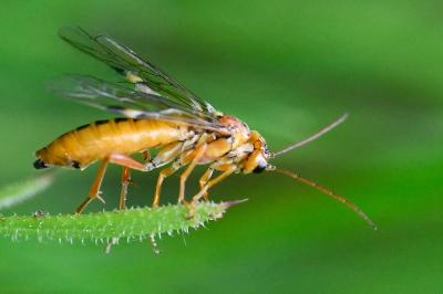 <i>Tenthredopsis sordida</i>