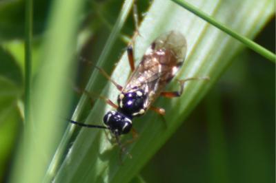 <i>Tenthredopsis stigma</i>