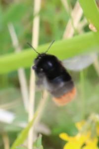 Bourdon des pierres