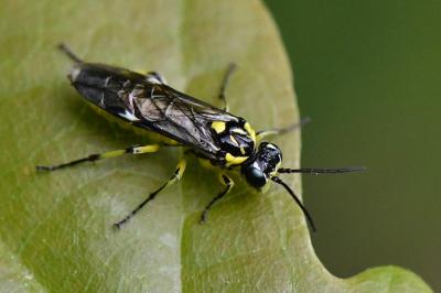 <i>Cytisogaster picta</i>