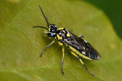 Cytisogaster picta