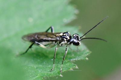 <i>Pachyprotasis rapae</i>