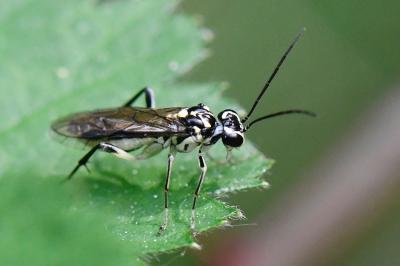 <i>Pachyprotasis rapae</i>