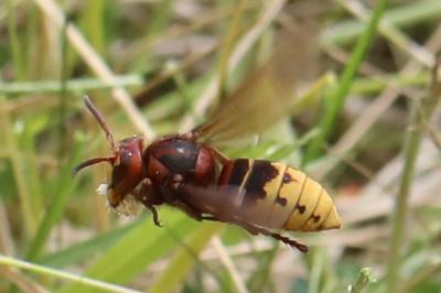 Vespa crabro