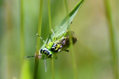 <i>Rhogogaster chlorosoma</i>