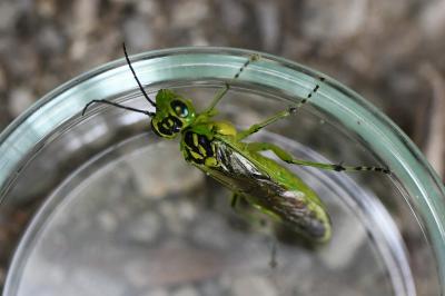 <i>Rhogogaster scalaris</i>