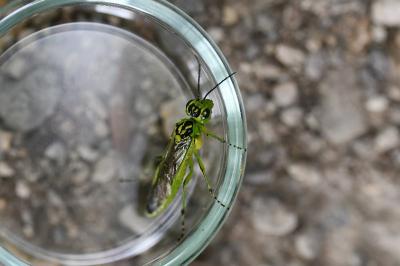 <i>Rhogogaster scalaris</i>