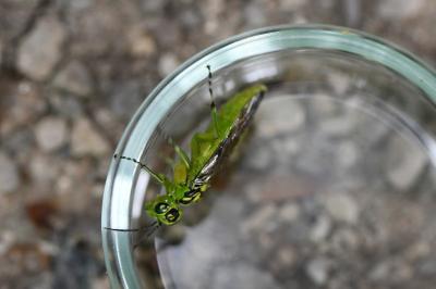 Rhogogaster scalaris