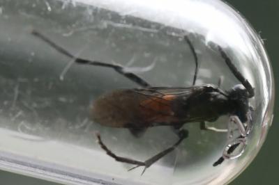 Mouche-à-scie noire