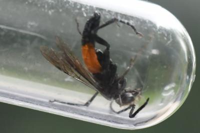 Mouche-à-scie noire