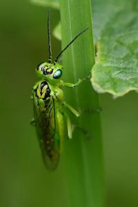<i>Rhogogaster chlorosoma</i>