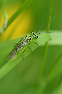 <i>Rhogogaster chlorosoma</i>