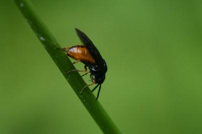<i>Eutomostethus luteiventris</i>