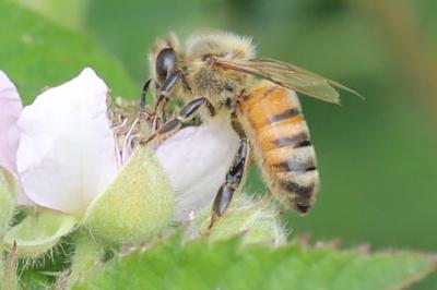 Abeille domestique