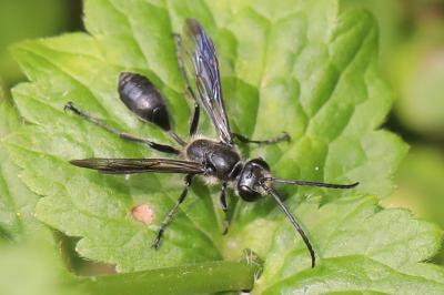 Isodonte mexicaine