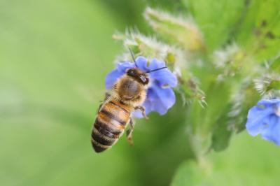 Abeille domestique