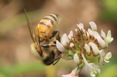 Abeille domestique