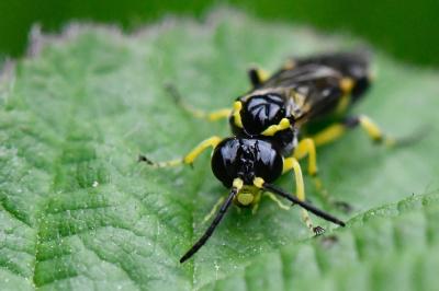 Mouche-à-scie à deux bandes jaunes