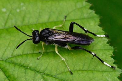 Mouche-à-scie à trois bandes jaunes