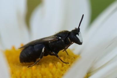 <i>Hylaeus</i>