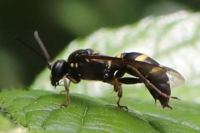 <i>Argogorytes mystaceus</i>
