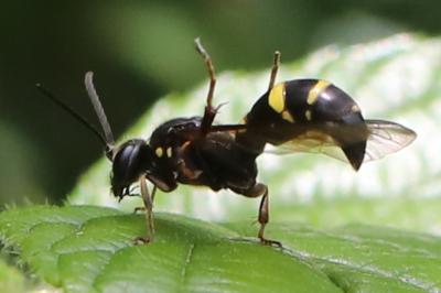 <i>Argogorytes mystaceus</i>