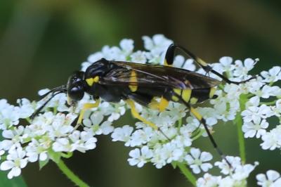 Mouche-à-scie à trois bandes jaunes