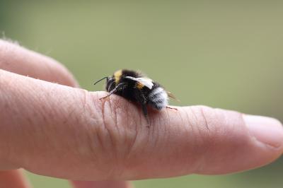 <i>Bombus terrestris/lucorum</i>