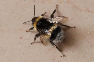 <i>Bombus terrestris/lucorum</i>