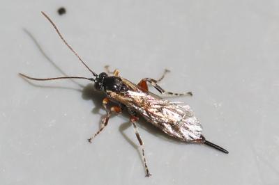 <i>Itoplectis maculator</i>