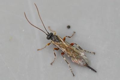 <i>Itoplectis maculator</i>