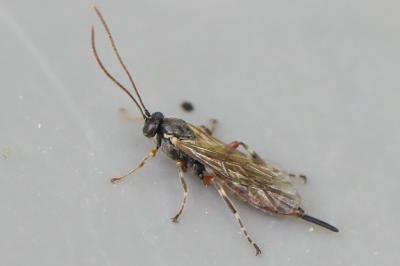 <i>Itoplectis maculator</i>