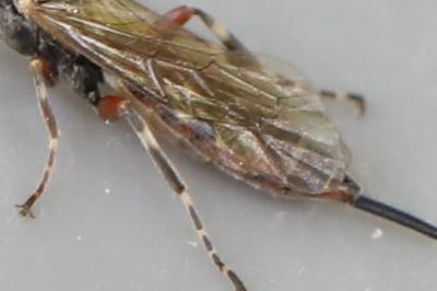 <i>Itoplectis maculator</i>