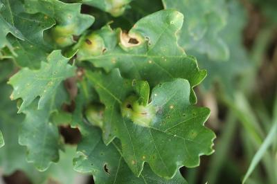 <i>Andricus curvator</i>