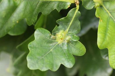 <i>Andricus curvator</i>