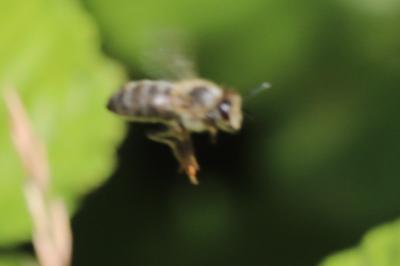 Abeille domestique
