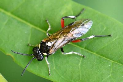Mouche-à-scie noire à ventre bordé de taches jaunes 