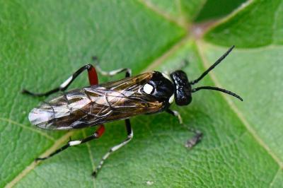 Mouche-à-scie noire à ventre bordé de taches jaunes 
