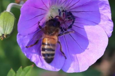 Abeille domestique