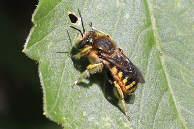 Anthidie à manchettes