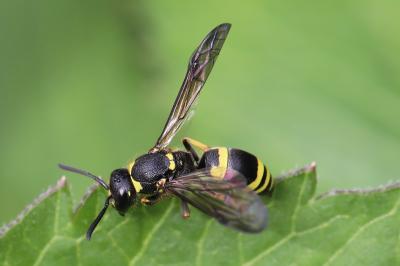 <i>Ancistrocerus</i>