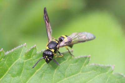 <i>Ancistrocerus</i>